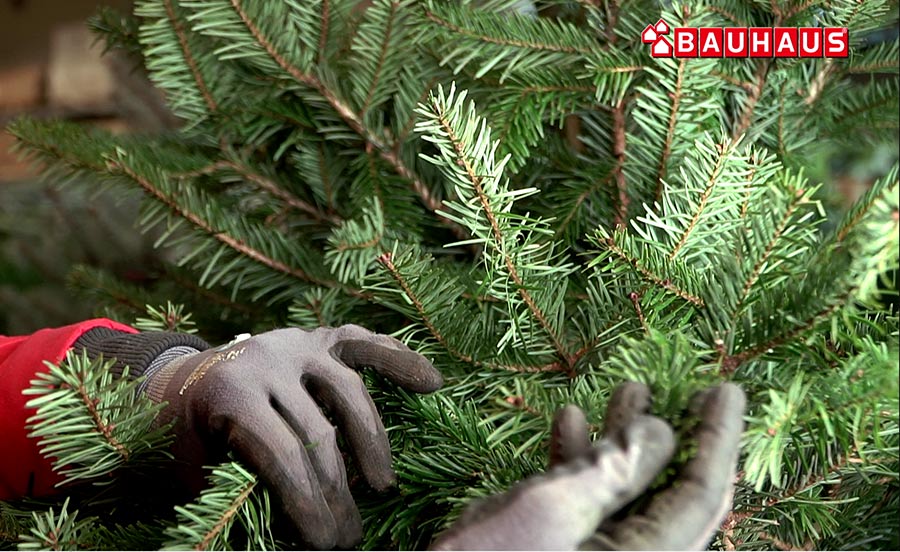 Jak vybrat stromek v kontejneru